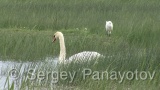 Video of Mute Swan - Mute Swan in the winter lake